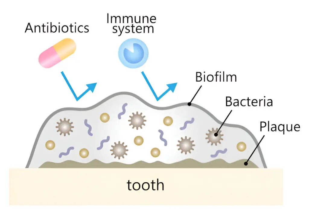 How Oral Probiotics Work: Mechanisms of Action Explained by Science