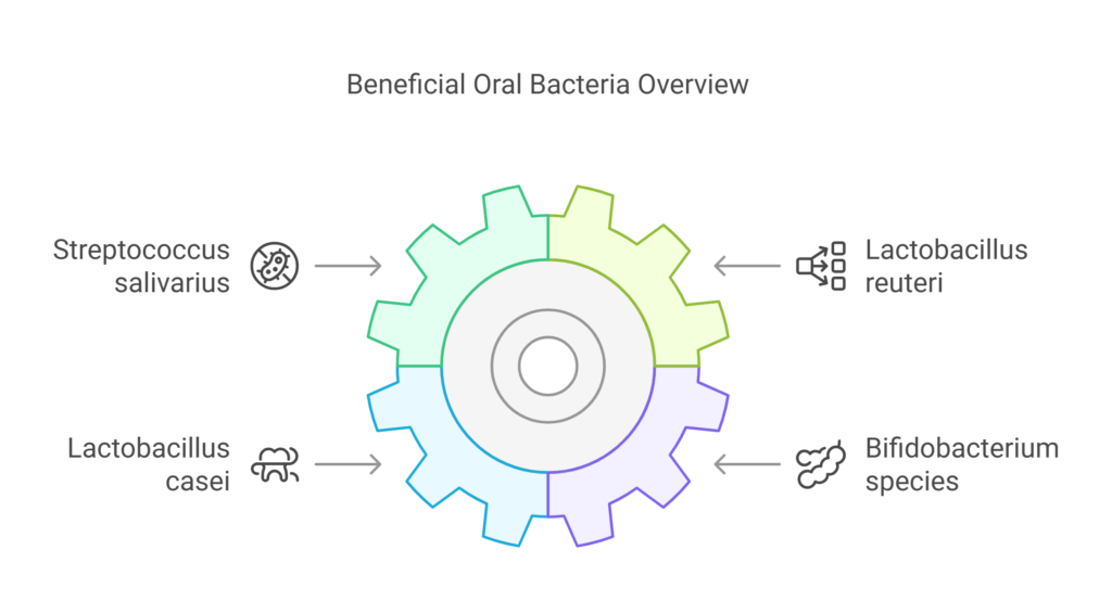 Shining Examples of Beneficial Oral Bacteria