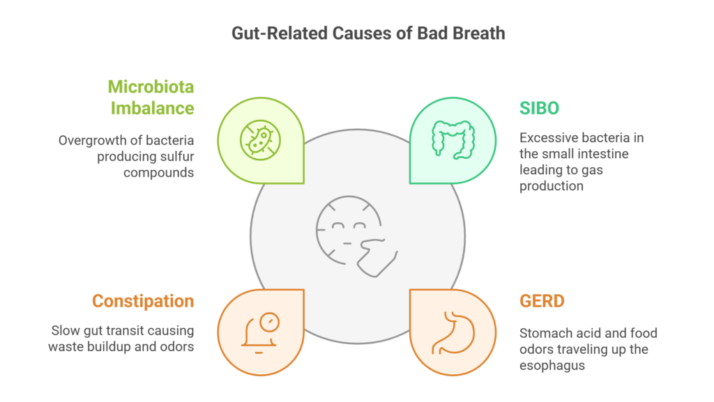 Understanding the Gut-Breath Connection It's More Than Just Your Mouth