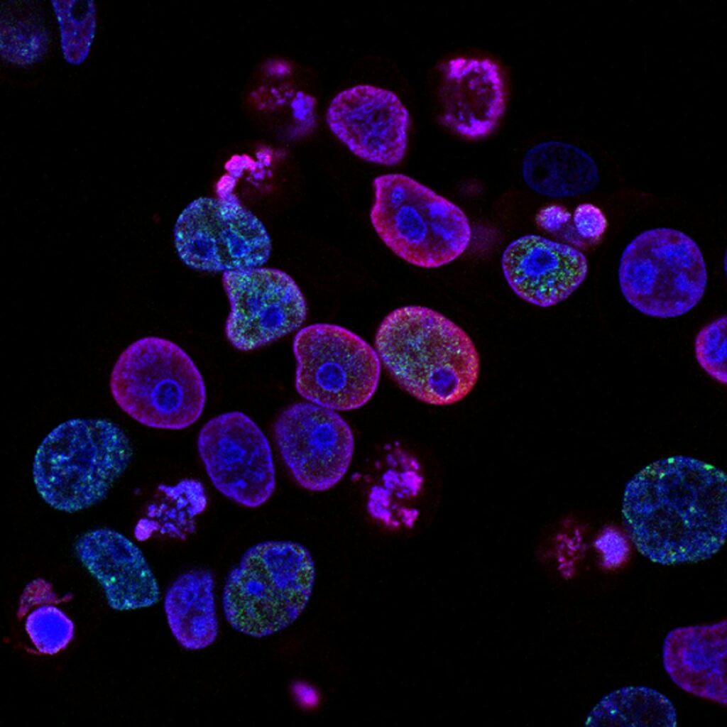 Scientific research and probiotics concept showing beneficial bacteria