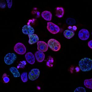 Scientific research and probiotics concept showing beneficial bacteria